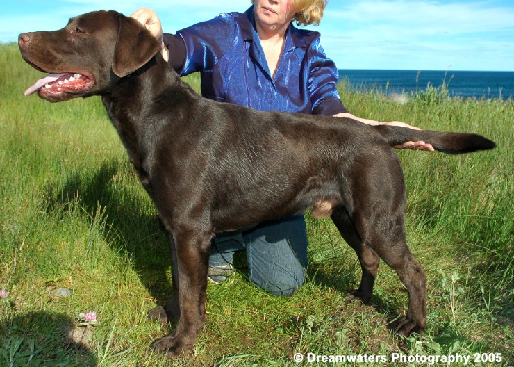 beau Conformation.jpg